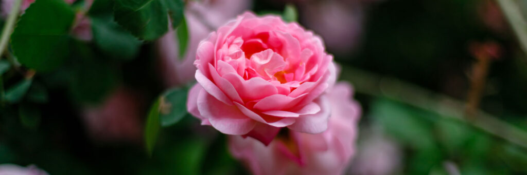 rose-in-bloom-first-bud